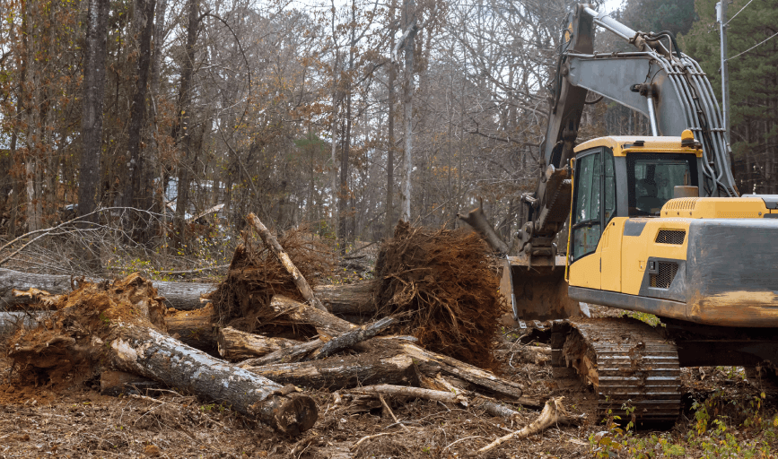 TREE CLEARING