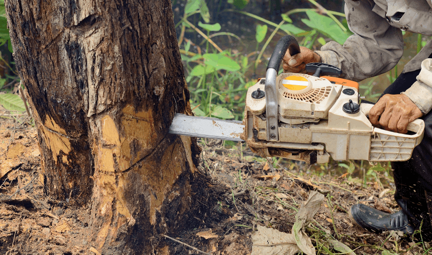TREE REMOVAL